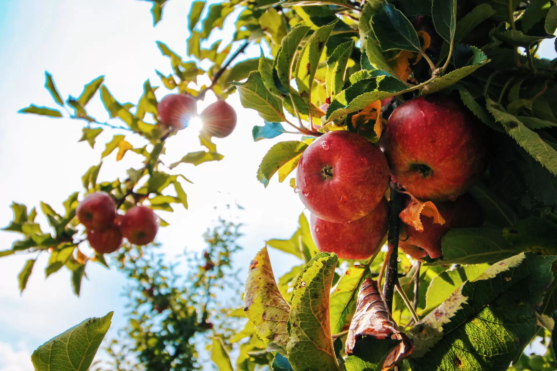 Read more about the article India orders 25 containers of apples